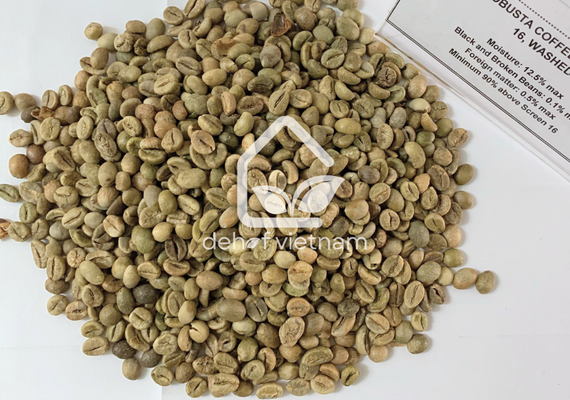 Robusta Coffee Grade 1 Screen 16, Washed Process