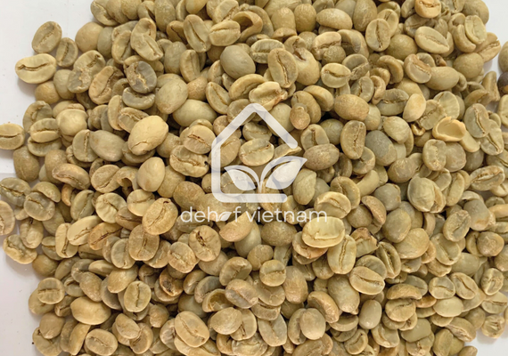 Robusta Coffee Grade 1 Screen 18, Wet Polished