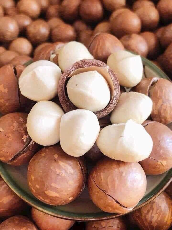 Macadamia