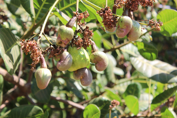 PM directs five ministries to solve cashew export scam