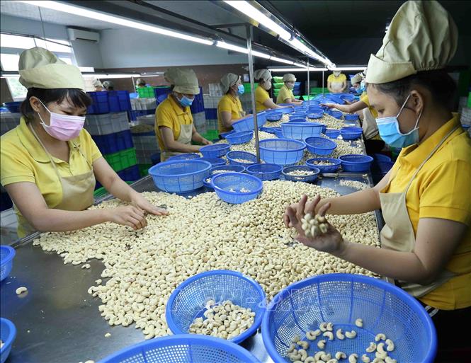 Cashew nut exports to the EU are estimated to increase by 15% in volume in 2022